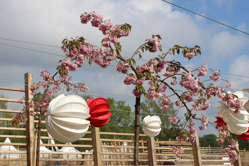 Unser Barlooon in weiß und rot bei der Gartenschau in der Havelregion 2015 – Beim Packhof in der Kirschblüte. Unser Barlooon in weiß und rot bei der Gartenschau in der Havelregion 2015 - Beim Packhof in der Kirschblüte.